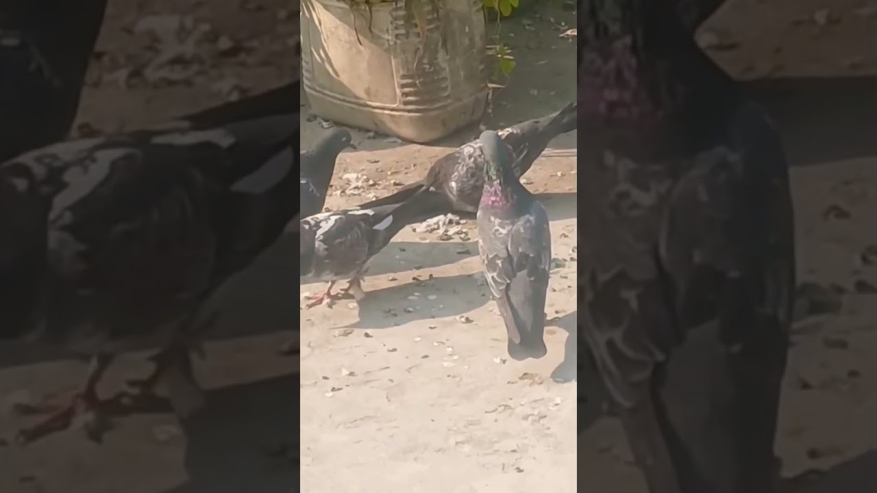 #indianpigeon