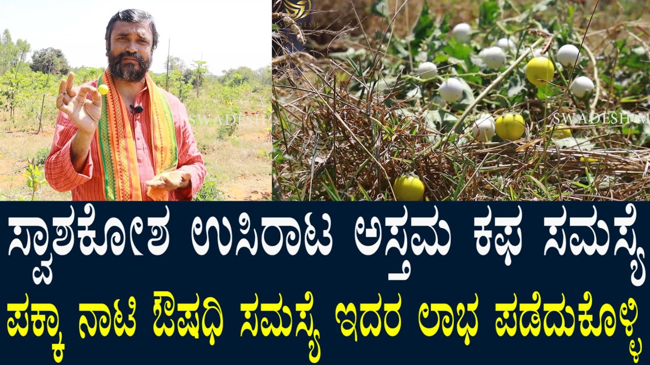 ಸ್ವಾಶಕೊಶ ಉಸಿರಾಟ ಅಸ್ತಮಾ ಸಮಸ್ಯೆಗಳಿಗೆ ನಾಟಿ ಸ್ಟೈಲ್ ಮದ್ದು | Medicine for respiratory asthma problems