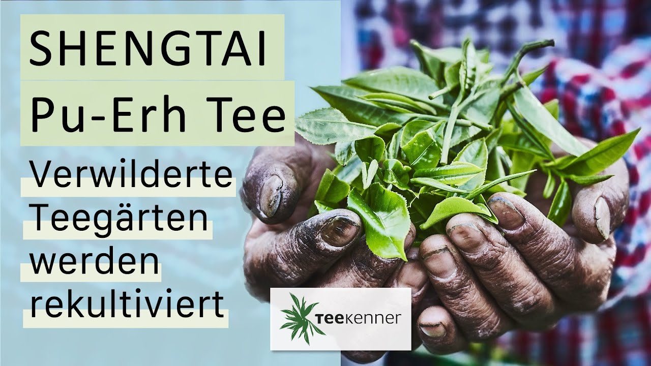 Shengtai Pu-Erh Tee - Verwilderte Teegärten werden rekultiviert