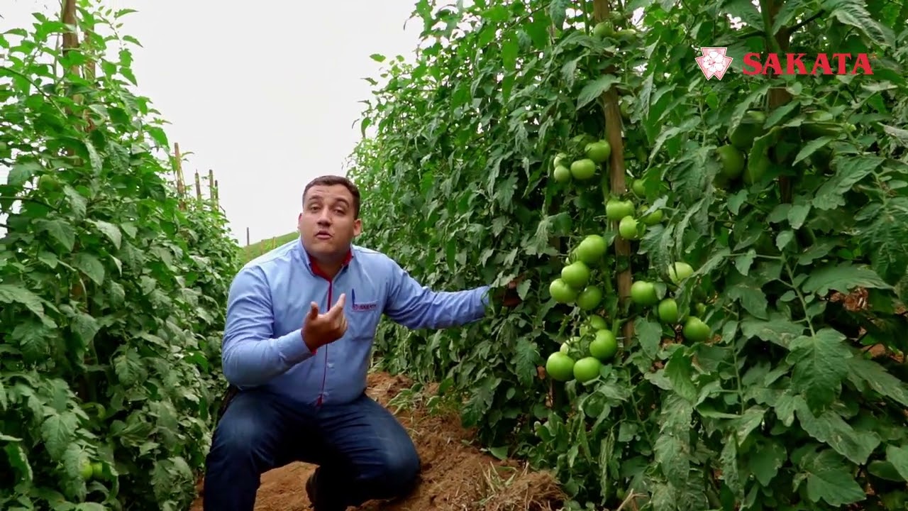 Porta-Enxerto Para Tomates Contrattack - Sakata Brasil