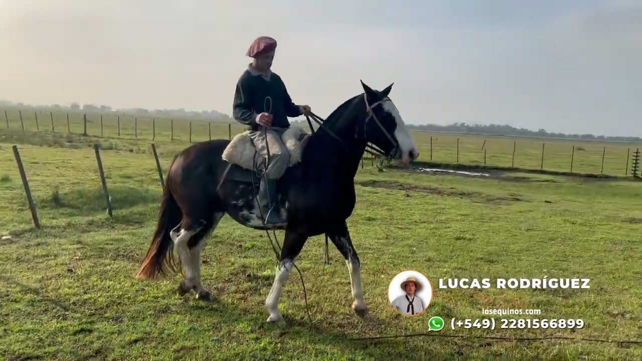 DESTACADO Caballo overo negro manso y funcional $4.000.000 LOSEQUINOS.COM