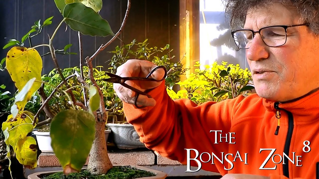 One of Those Days, and a Ficus religiosa, The Bonsai Zone, Feb 2021