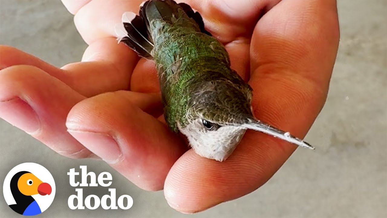 Man Finds Paralyzed Hummingbird On Garage Floor | The Dodo