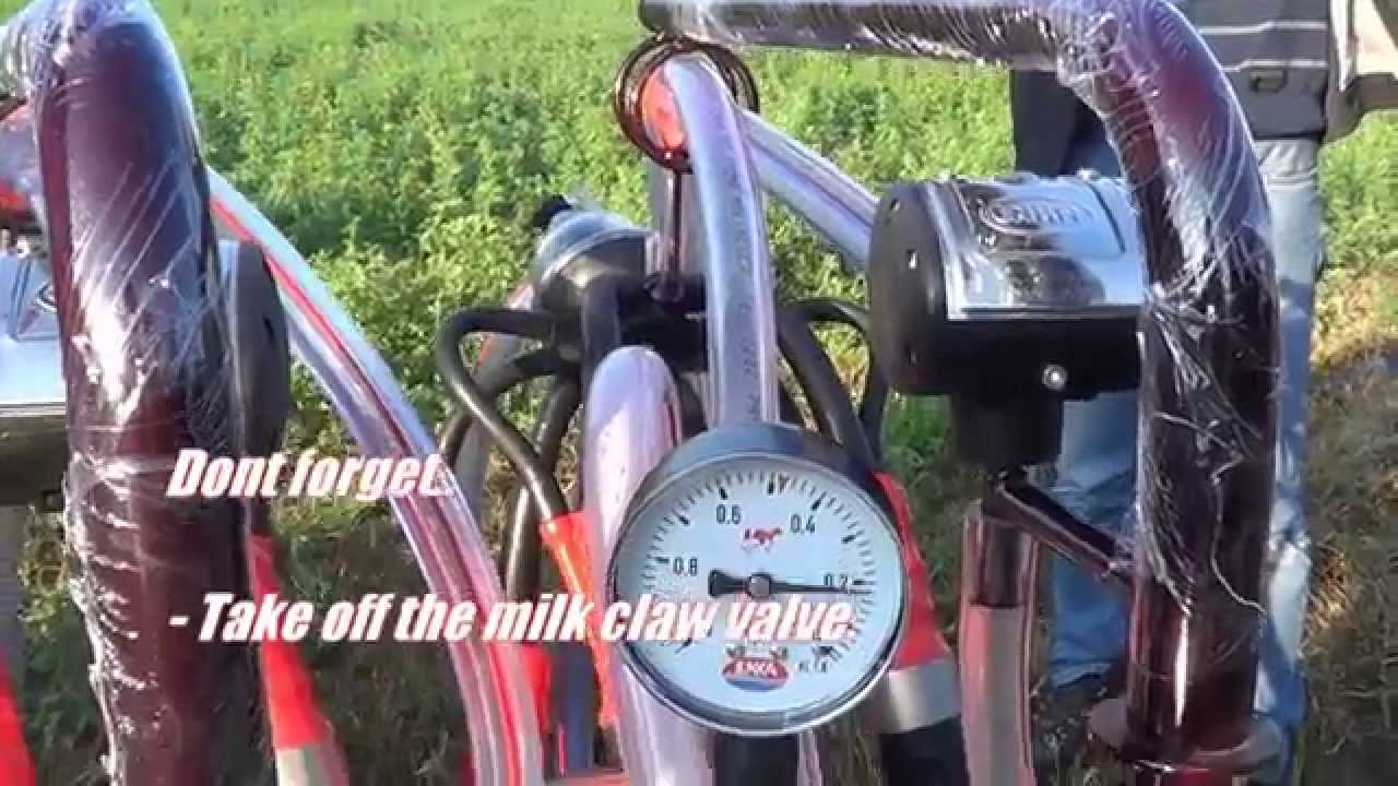 How to milk a cow with milking machine?