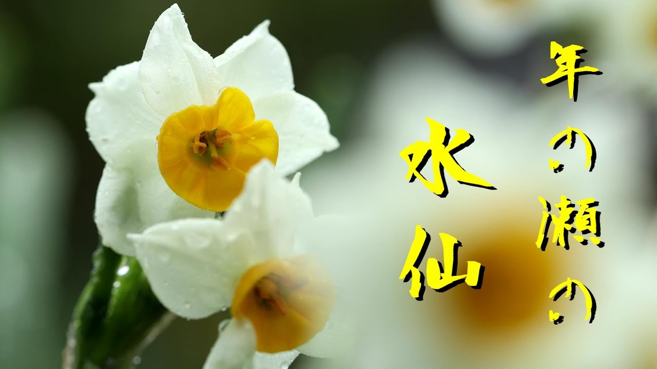 年の瀬の水仙