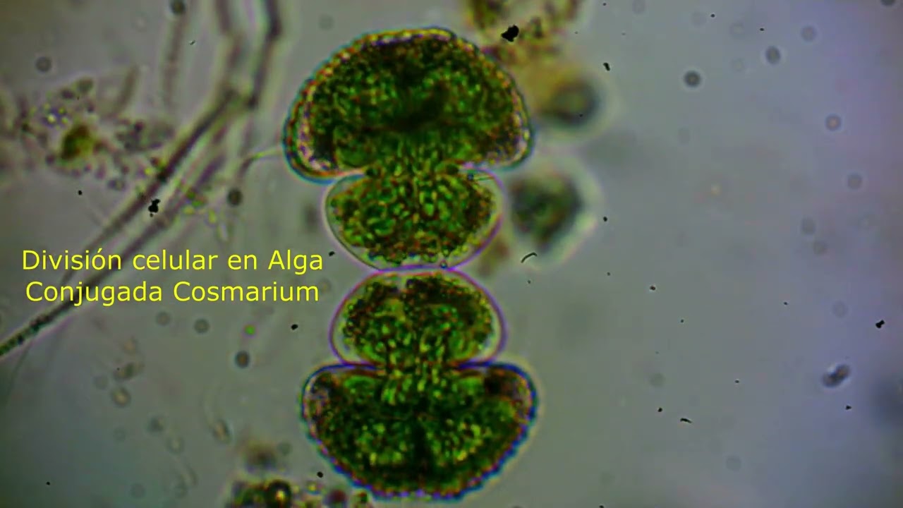 Alga Closterium.  Biología y secretos de las algas Desmidiales