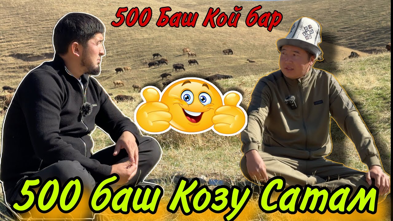 500 Баш Кой Баккан Фермер ( Нургазы ) Агабыздын Койлору🇰🇬( Менин Чарбам 1️⃣ Чыгарылыш 📸)🙋🏻‍♂️👍✅🗻