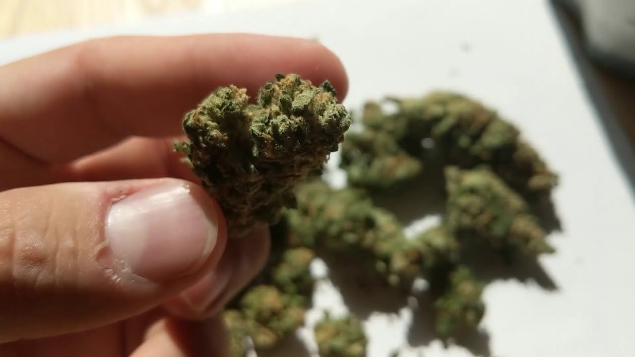 Sunset Sherbert Cannabis