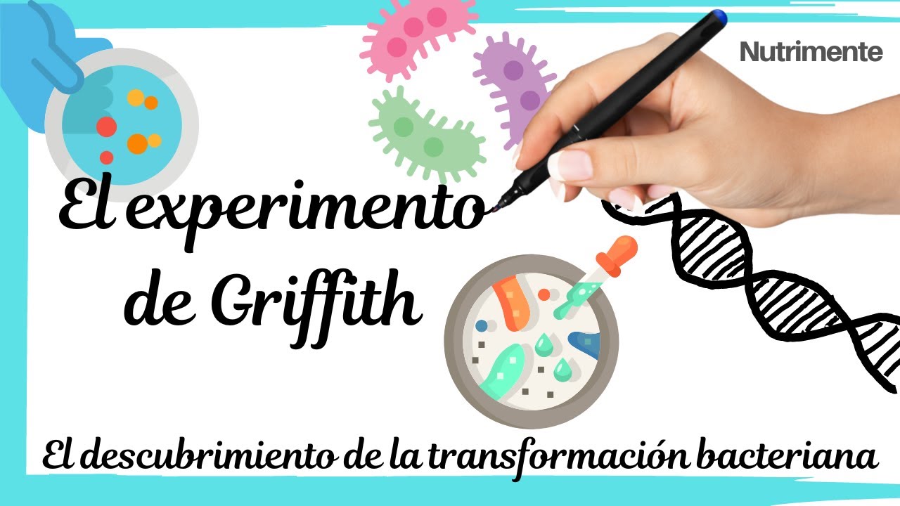 El experimento de Griffith [El descubrimiento de la TRANSFORMACIÓN BACTERIANA]
