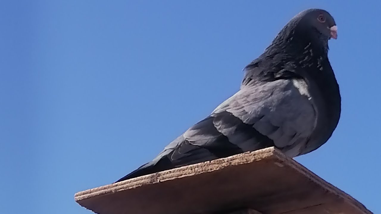 السلام عليكم ❤️👍طلقت الدكر الجوال كين غير الطيران توليعة جميلة تحياتي لكم جميعاً 👌❤️👍