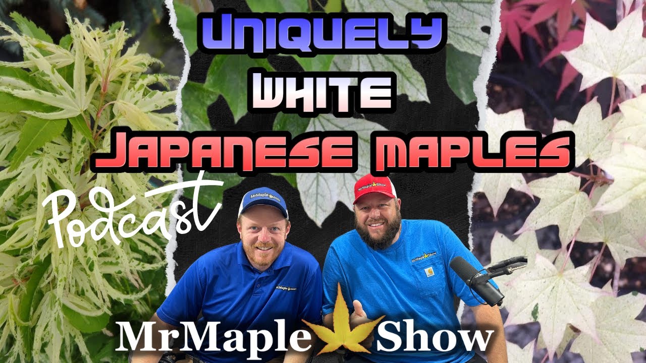 Top 20 Uniquely White Japanese Maples for a Wow-Factor Garden! | MrMaple Podcast