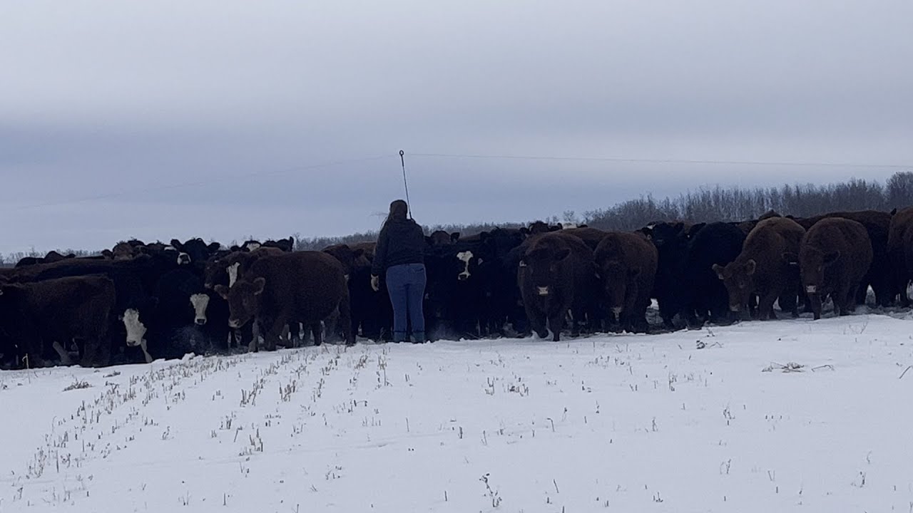 Cattle really graze in winter? They can in Canada! - Jackknife Creek Land And Cattle