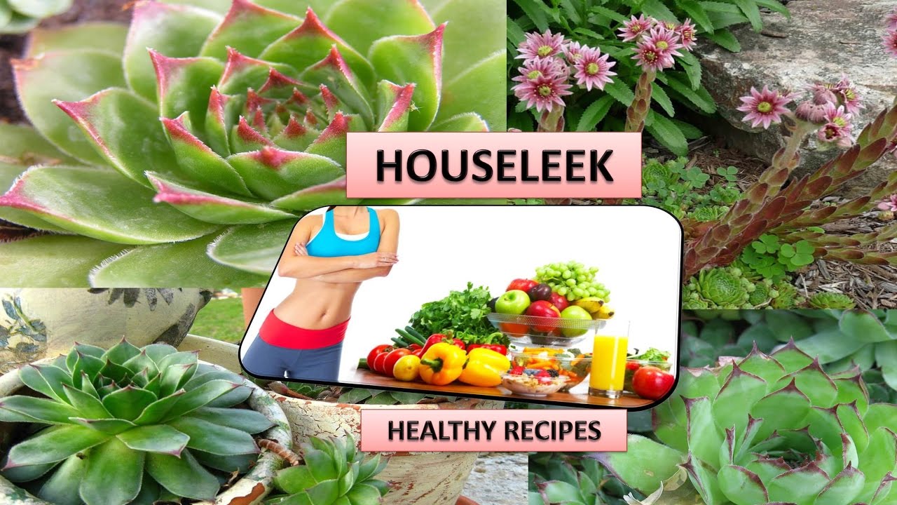 Health benefits of houseleek / Natural Healthy Recipes