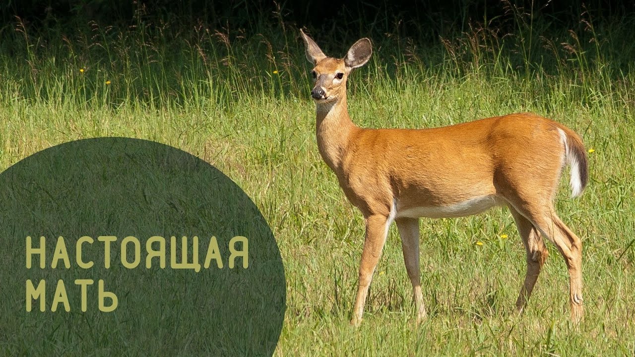 Безжалостный охотник обрёл Христа!