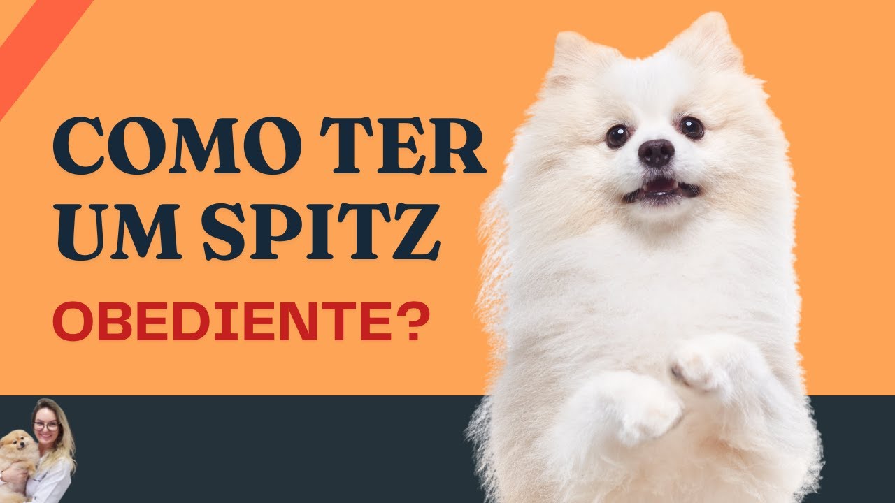 Corrigindo o Spitz Alemão? | Lulu da Pomerânia