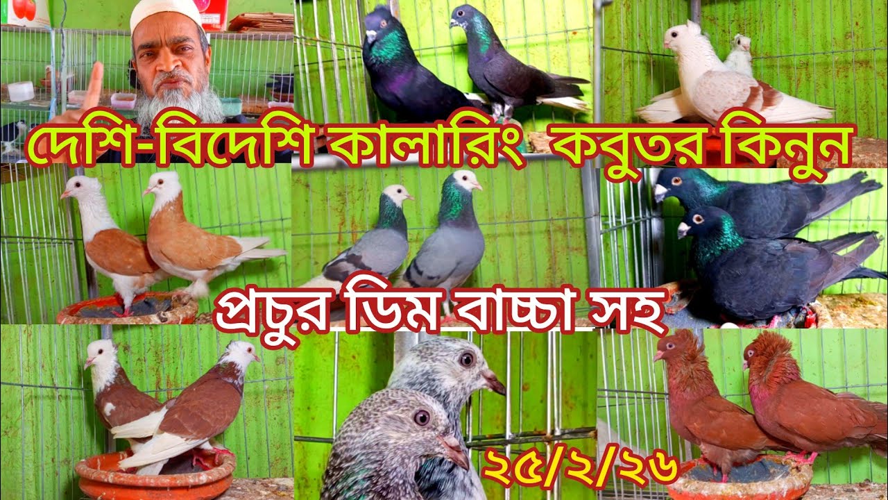 প্রচুর ডিম বাচ্চা সহ দেশি-বিদেশি কালারিং কবুতর কিনুন নুরে আলম বাবু ভাইয়ের  এর কাছ থেকে 