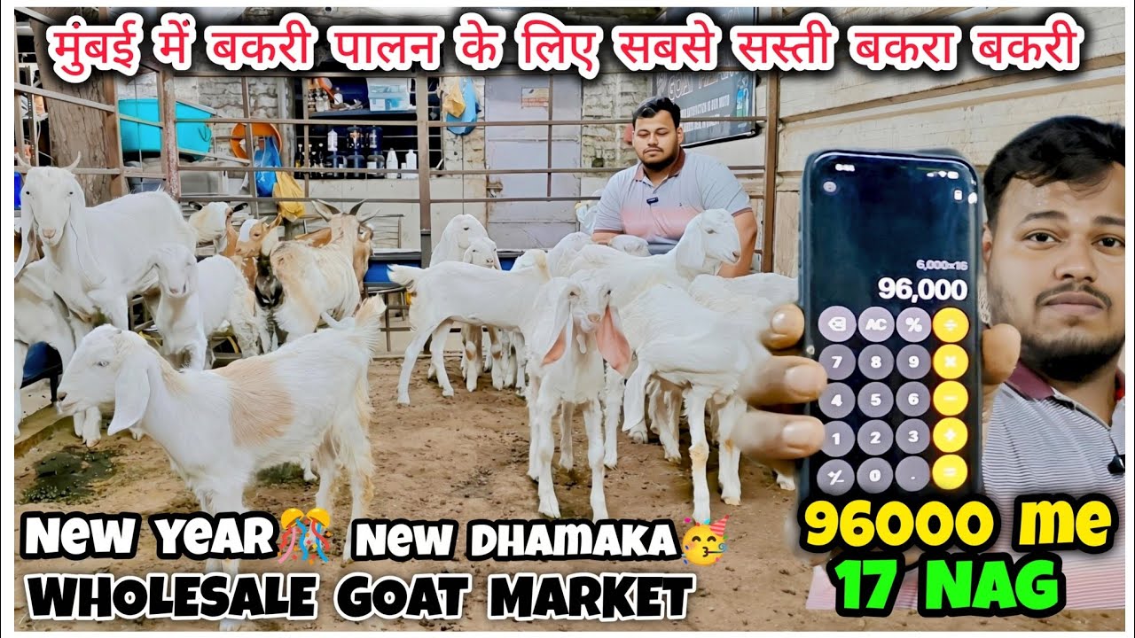 5500 Me Khassi Bakra Aur Bakriyan in Bhiwandi Mumbai | Wholesale Goat Market Maharashtra |