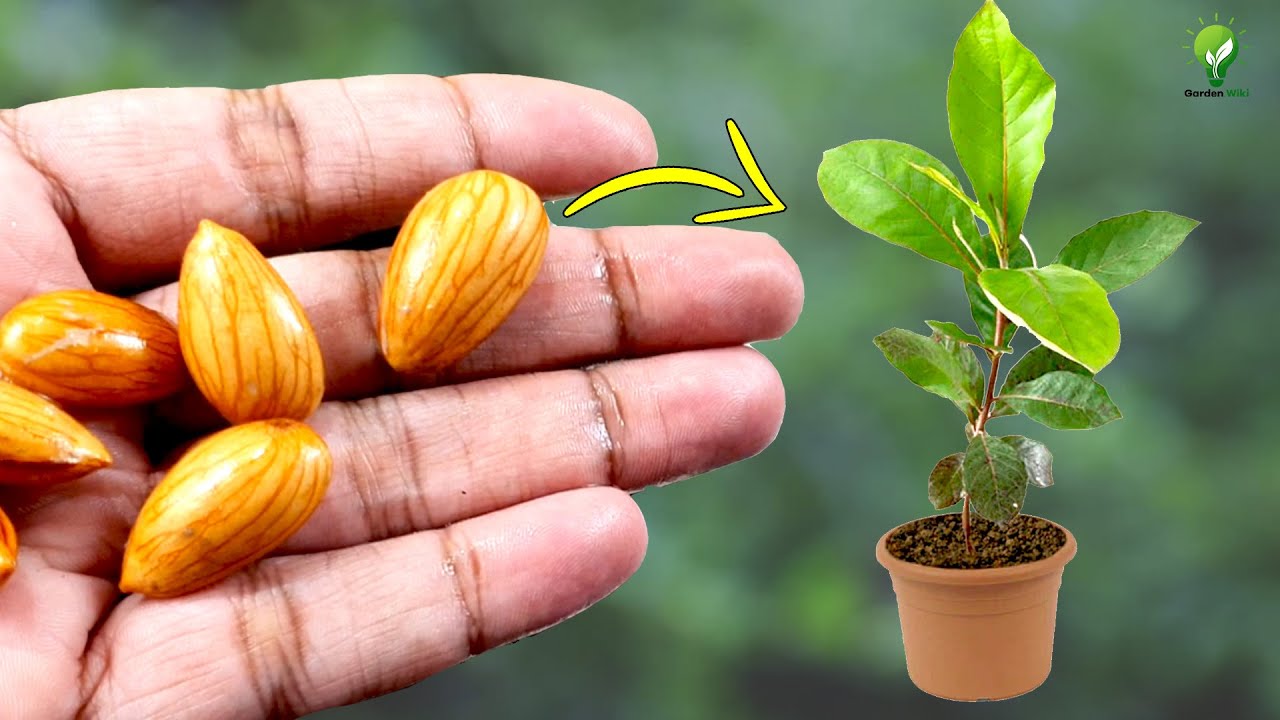 GROW ALMOND TREE FROM GROCERY ALMOND | ALMOND SEED GERMINATION