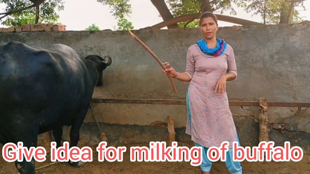 give idea of buffalo milking|| भैंस की चौवाई के लिए आईडिया दो ||