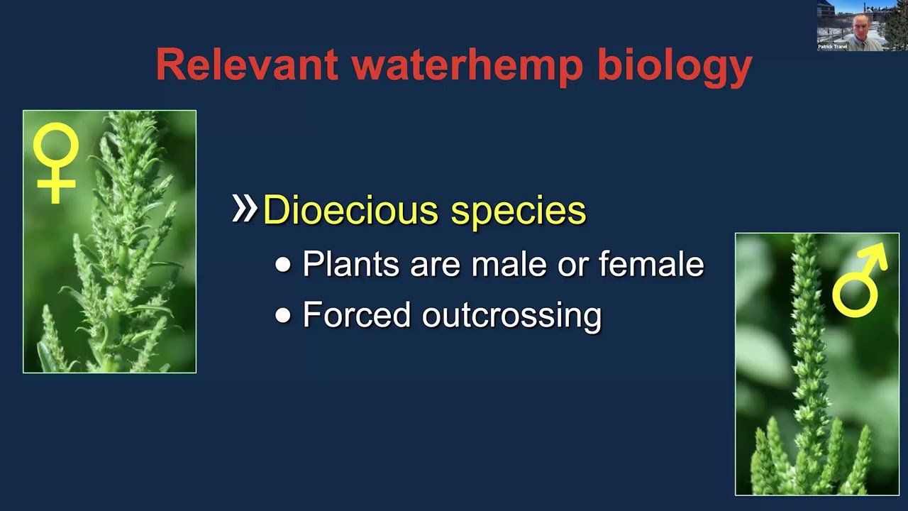 Webinar: Understanding Inconsistent Performance of Glufosinate for Waterhemp Control