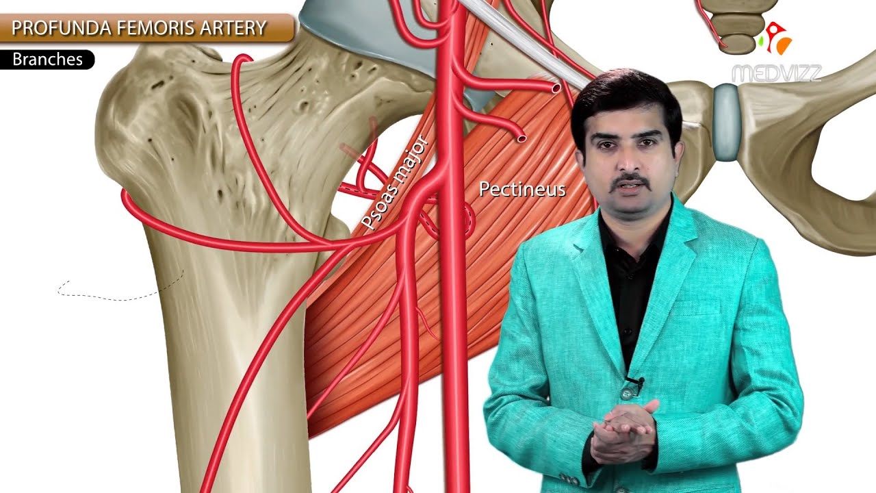 Profunda femoris Artery or Deep femoral artery or The Deep artery of the thigh  - Dr G Bhanu Prakash