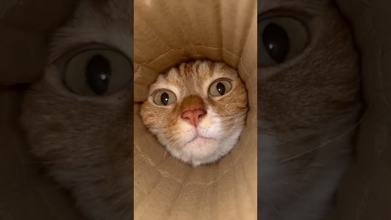 This is Peak Orange Cat Behavior 😹🍊