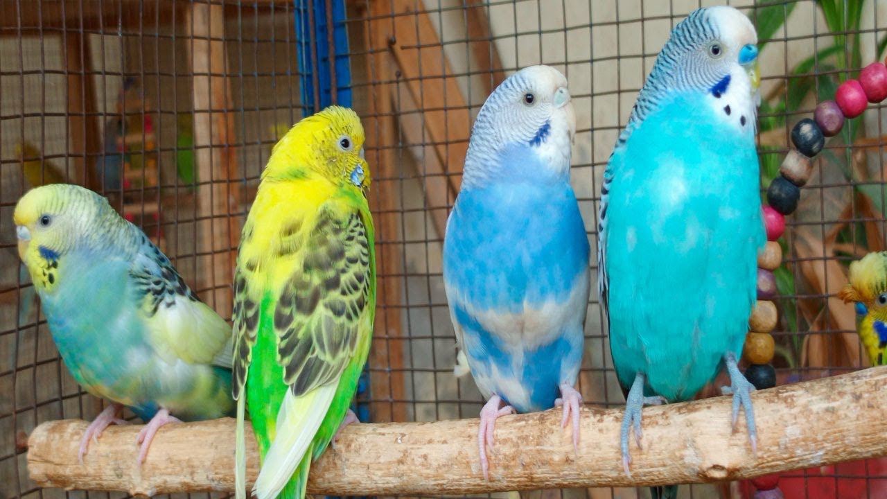 Help Lonely Budgies to Chirp, Nature Parakeets Bird Sound 12 Hr