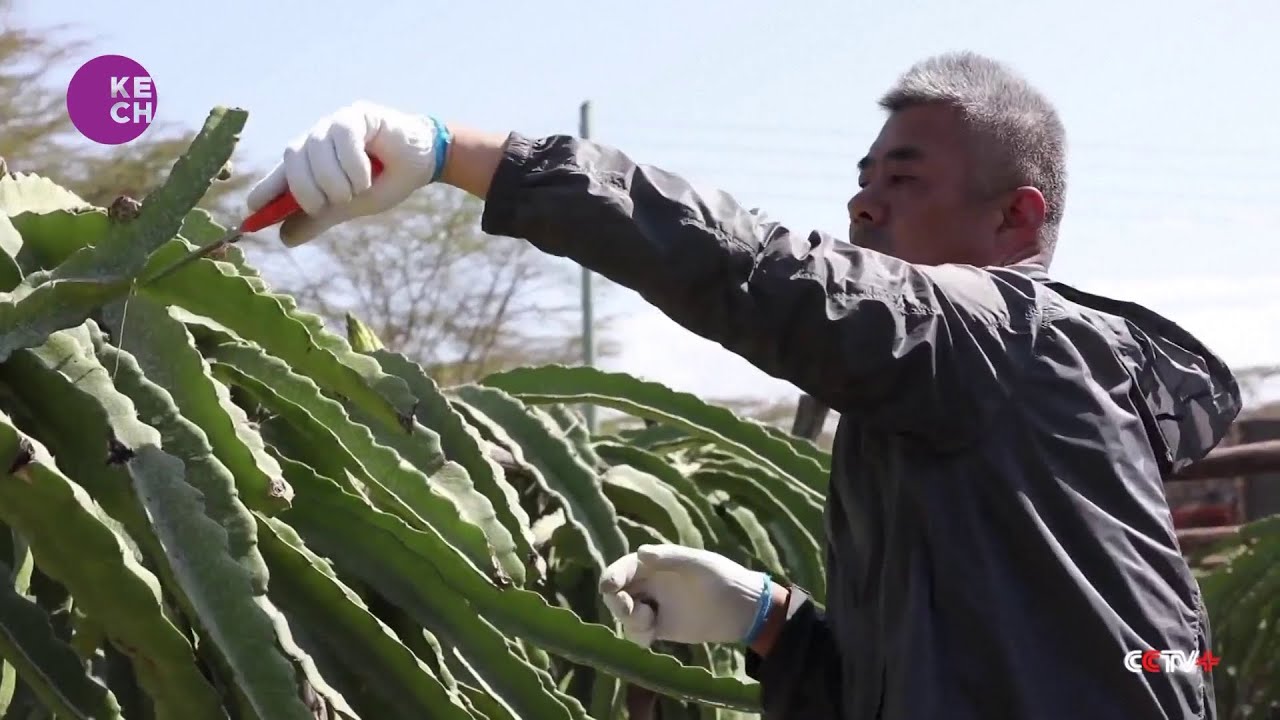 Chinese farmers in Kenya reap profit from dragon fruit farming
