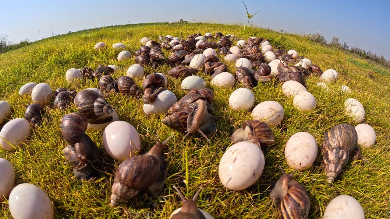 Harvesting a lot of snails and eggs at dry field by hand a female farmer