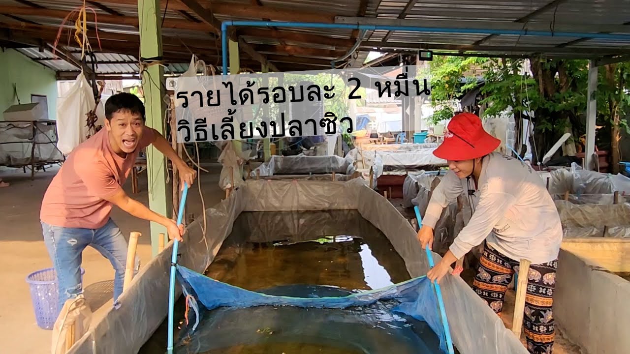สร้างรายได้รอบละ 2 หมื่น วิธีเลี้ยงปลาซิว | เอิร์ธสดชื่น สร้างอาชีพ - มหาสารคาม