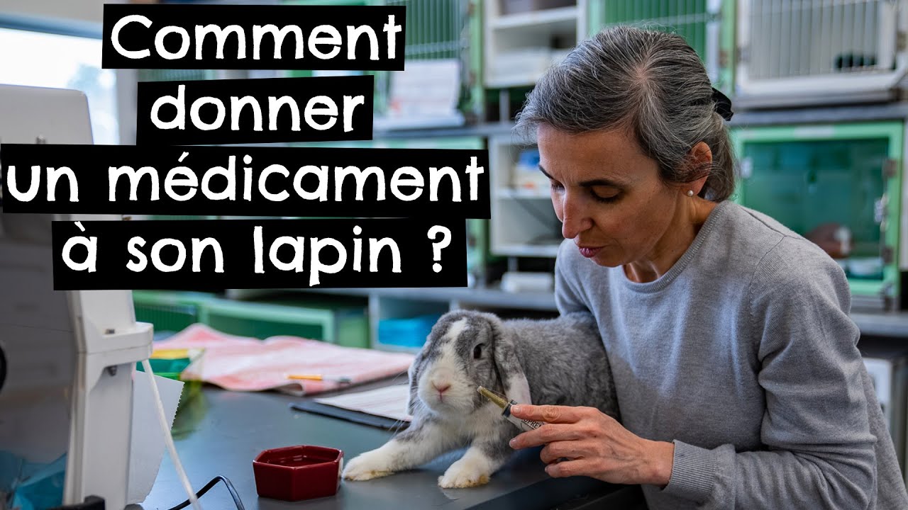 Comment donner un médicament à son lapin ? 🐰