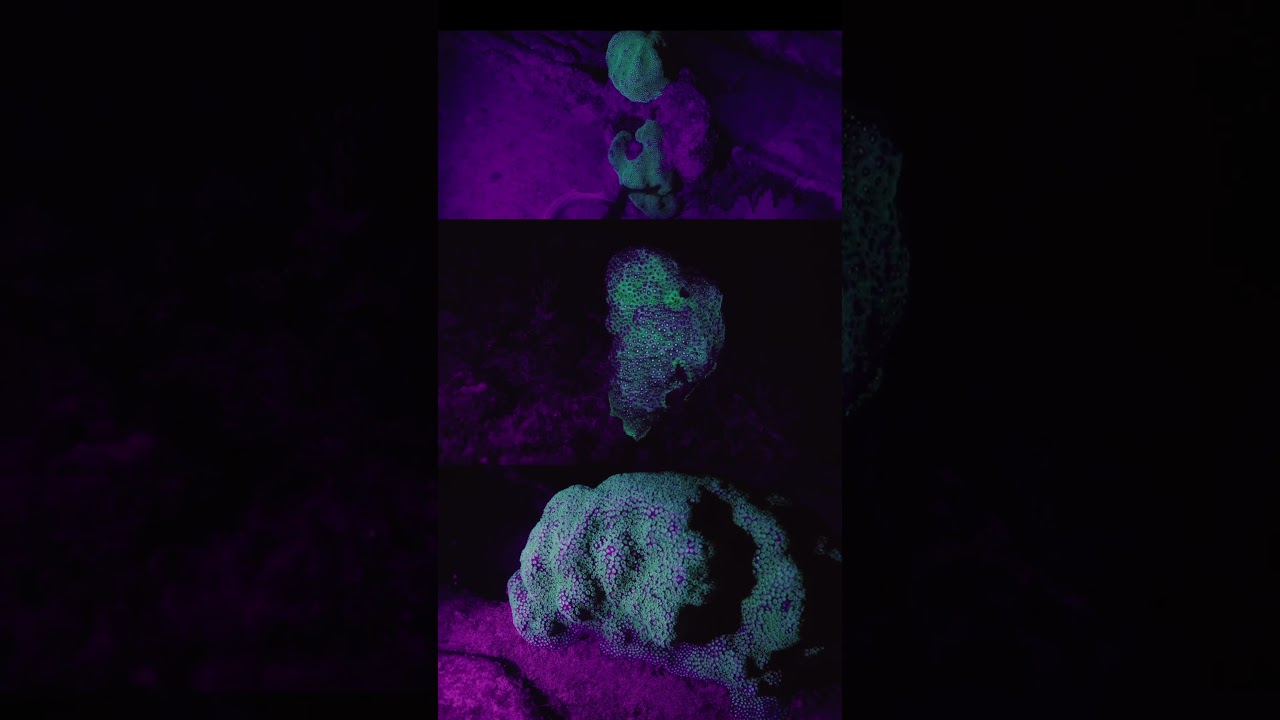 UV underwater hits different #underwatervideo #diveadventures