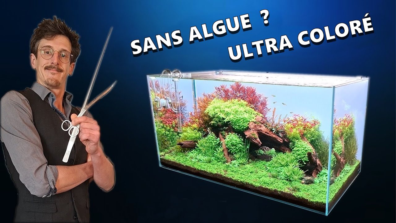 Maîtrise de l'Aquascaping: Comment Créer un AQUARIUM de Pro (TUTORIEL Partie 1)