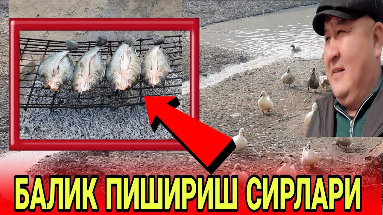 ДАЛА ШИПОНИДА БАЛИК ПИШИРИШ СИРЛАРИ / ОХУНОВ ТВ ВА ФЕРМЕР..