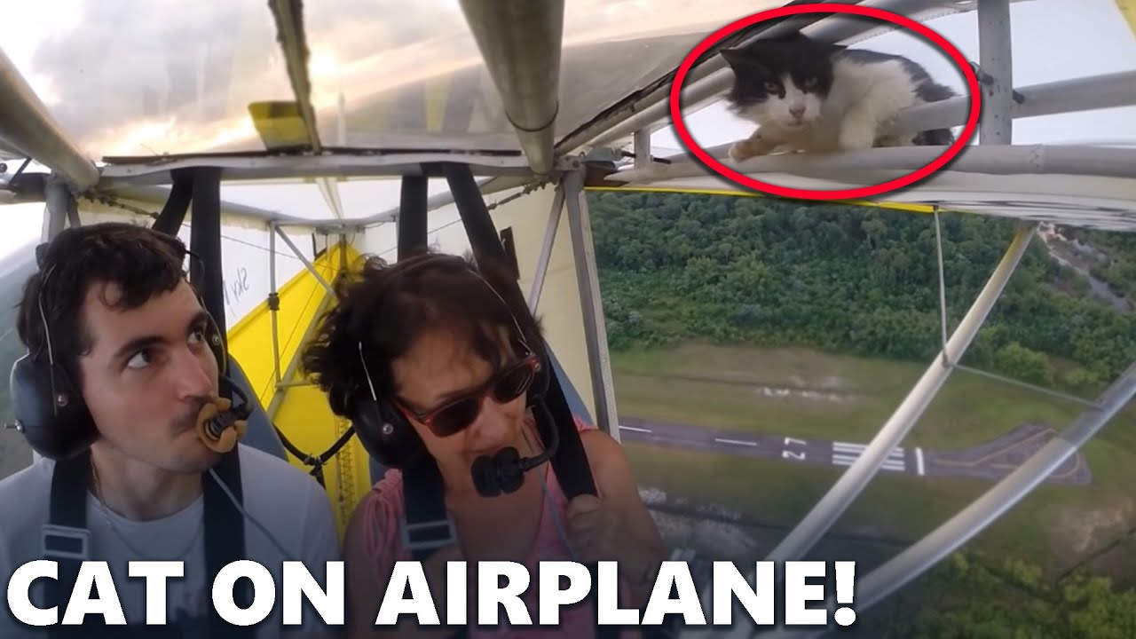 Cat Climbs on Airplane