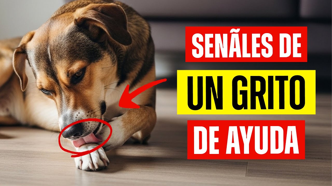 5 ACTITUDES de tu PERRO que muestran que ÉL ESTÁ SUFRIENDO EN SILENCIO