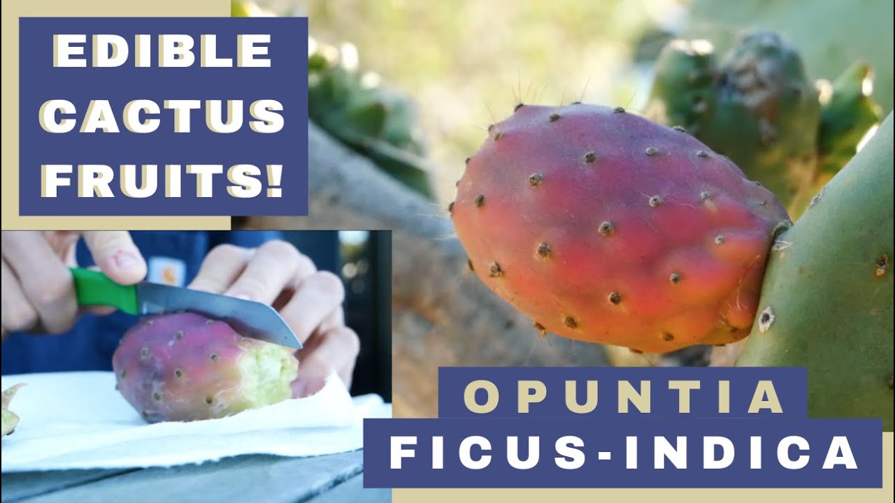 The Indian Fig Cactus Pear Fruit! (Opuntia Ficus-Indica) & How to Try it Yourself!