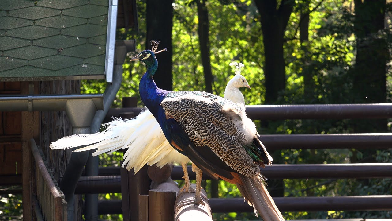 Návštěva ZOO Ostrava [4K]