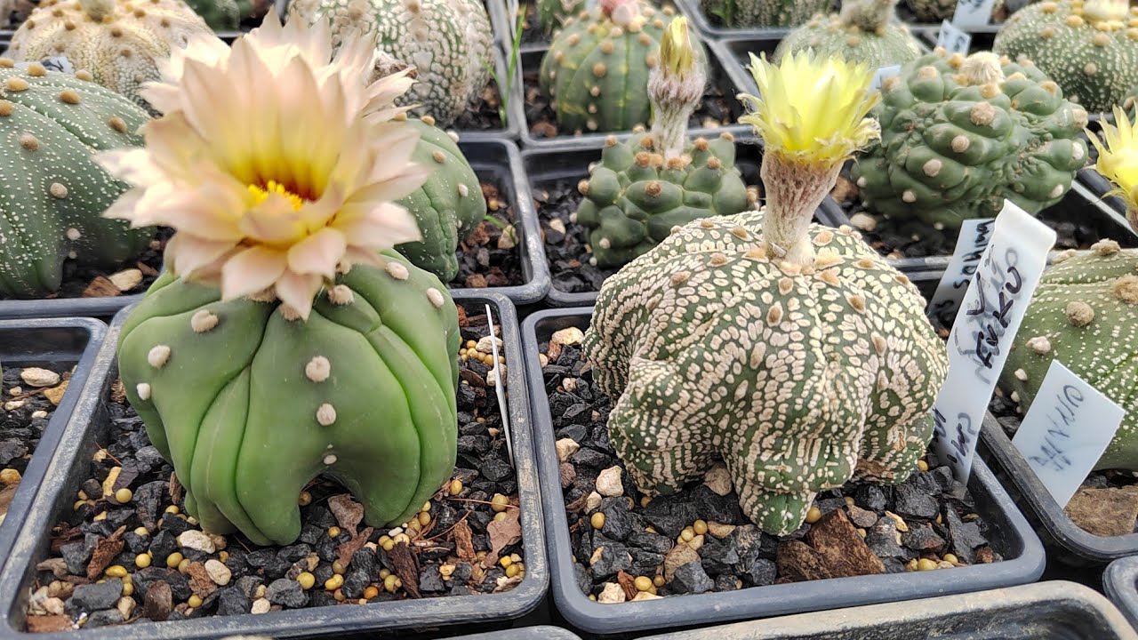 Problemas con el crecimiento de mis cactus 