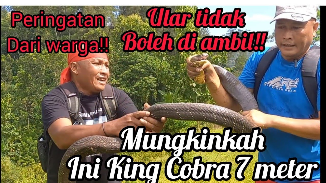 Pencarian King Cobra+_7meter !! Peringatan dari warga tentang ular di sini!!