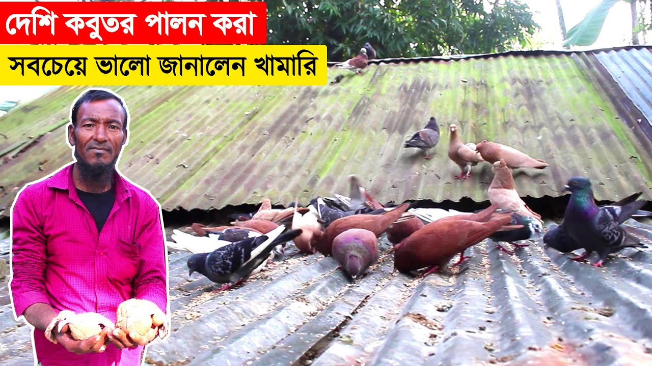 দেশি কবুতর পালন করা সবচেয়ে ভালো জানালেন এই খামারি | সম্পূর্ণ দেশি কবুতরের খামার | BD Pigeon Farm.