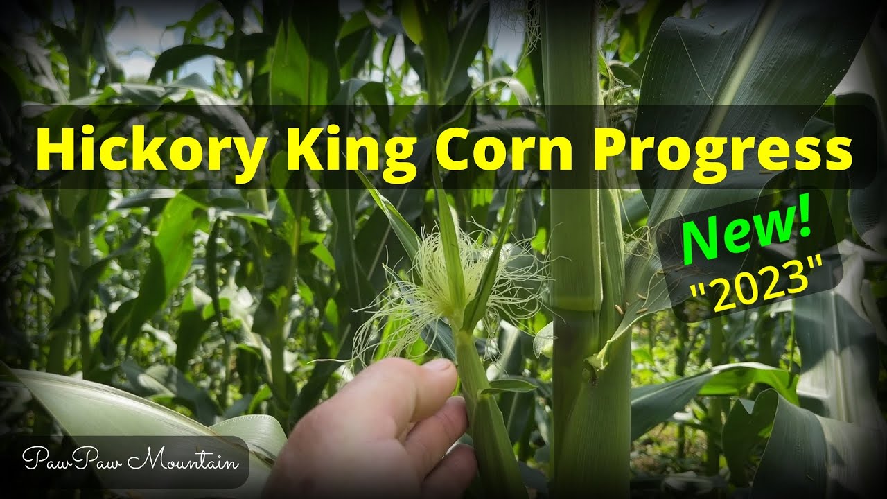 Hickory King Corn Progress July 4th 2023