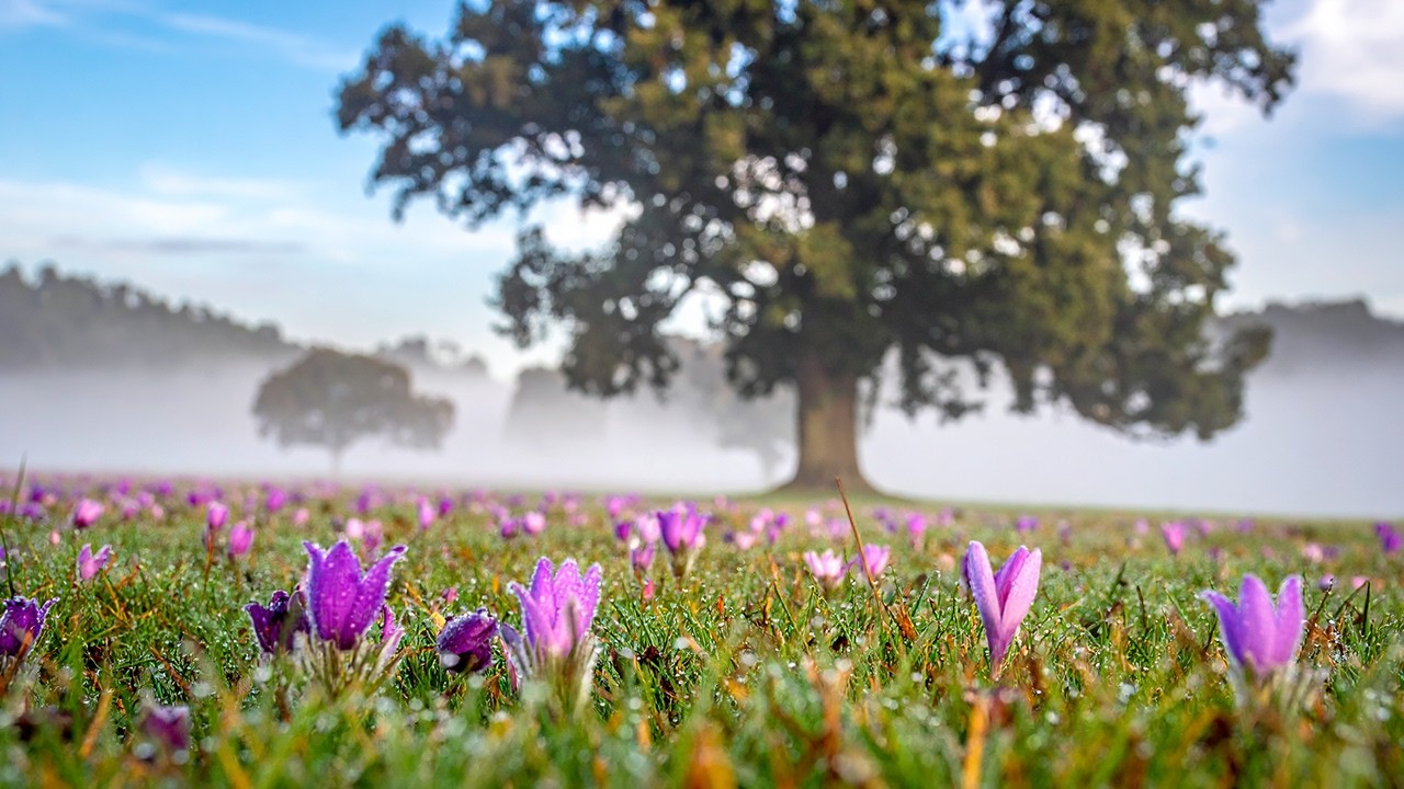 Misty Meadow Ambience 4K | Morning Birdsong & Cuckoo Sounds for Sleep, Study, Anxiety Relief 