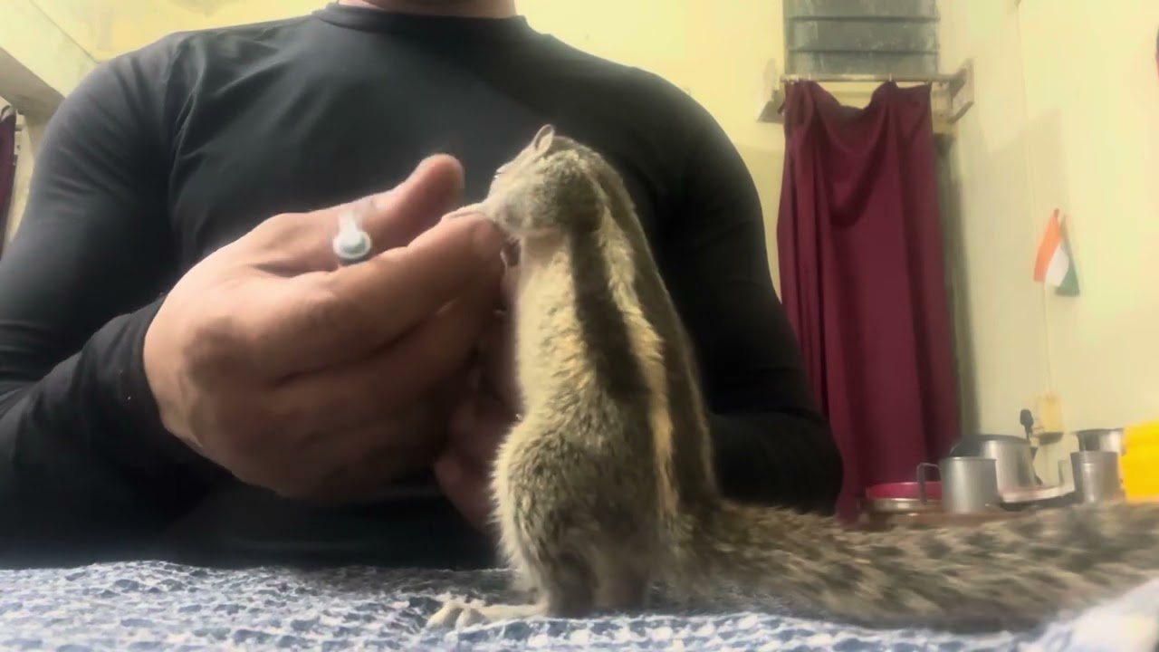 217वा दिन🐿️Query ख़ुद से खाना नहीं खाती इसलिए मुझे इसको ऐसे खाना खिलाना पड़ता है यह रोज़ ऐसा करती है