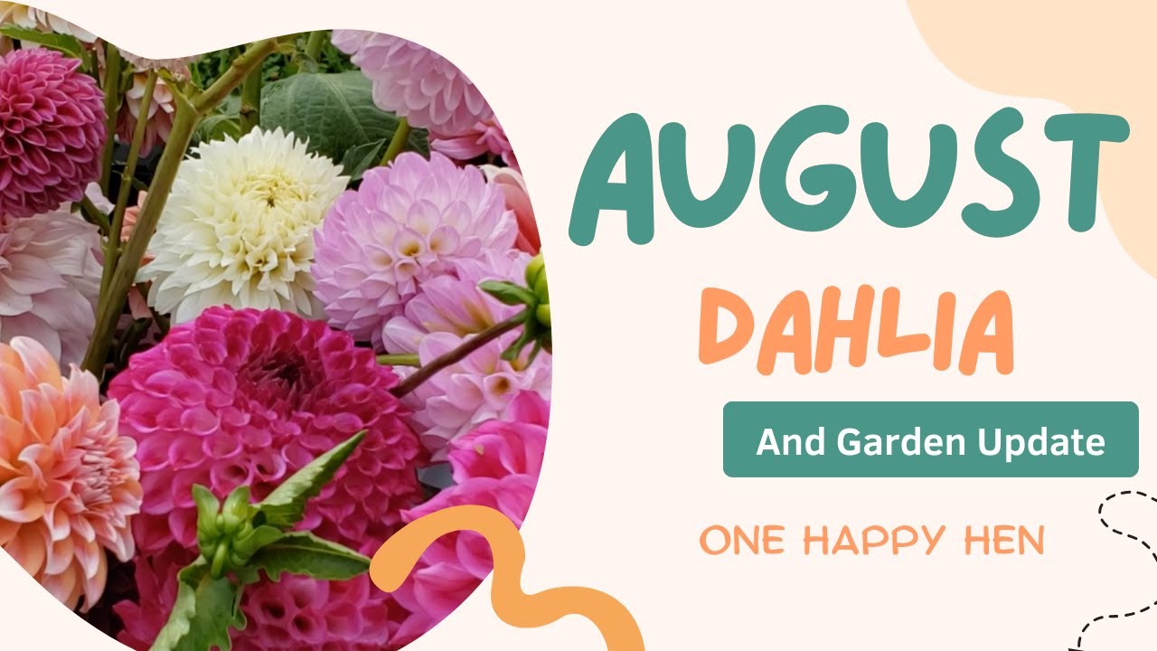 August 2024 Dahlia, Lisianthus and Celosia
