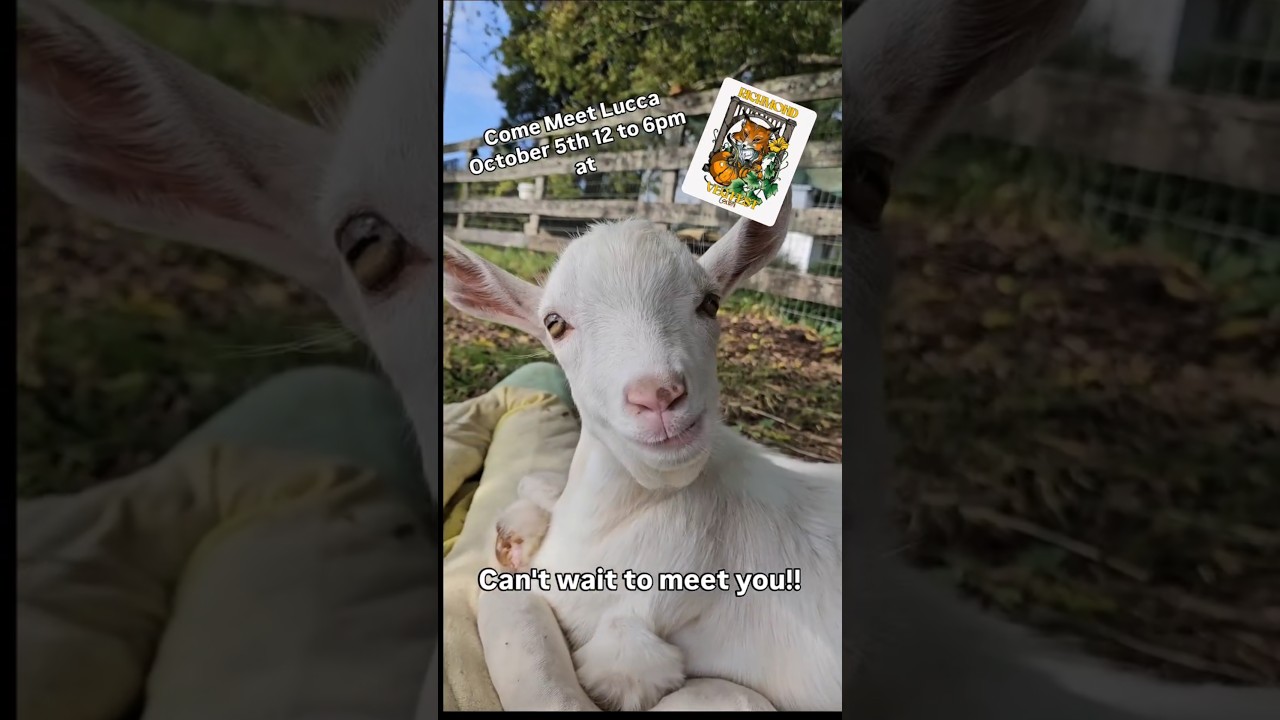 Come Meet our adorable #babygoat Lucca at the Richmond VegFest❤️🌱 #rescuegoat
