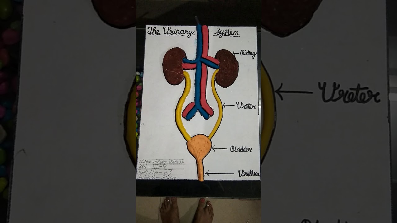 Human excretory system clay model