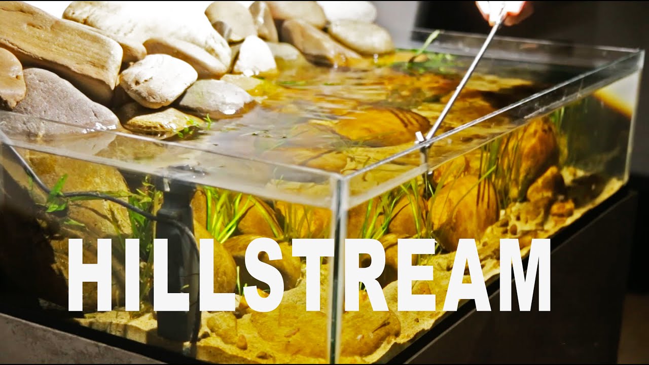 Hillstream Biotope - Rhinogobius Duospilus  |  AquaCreate