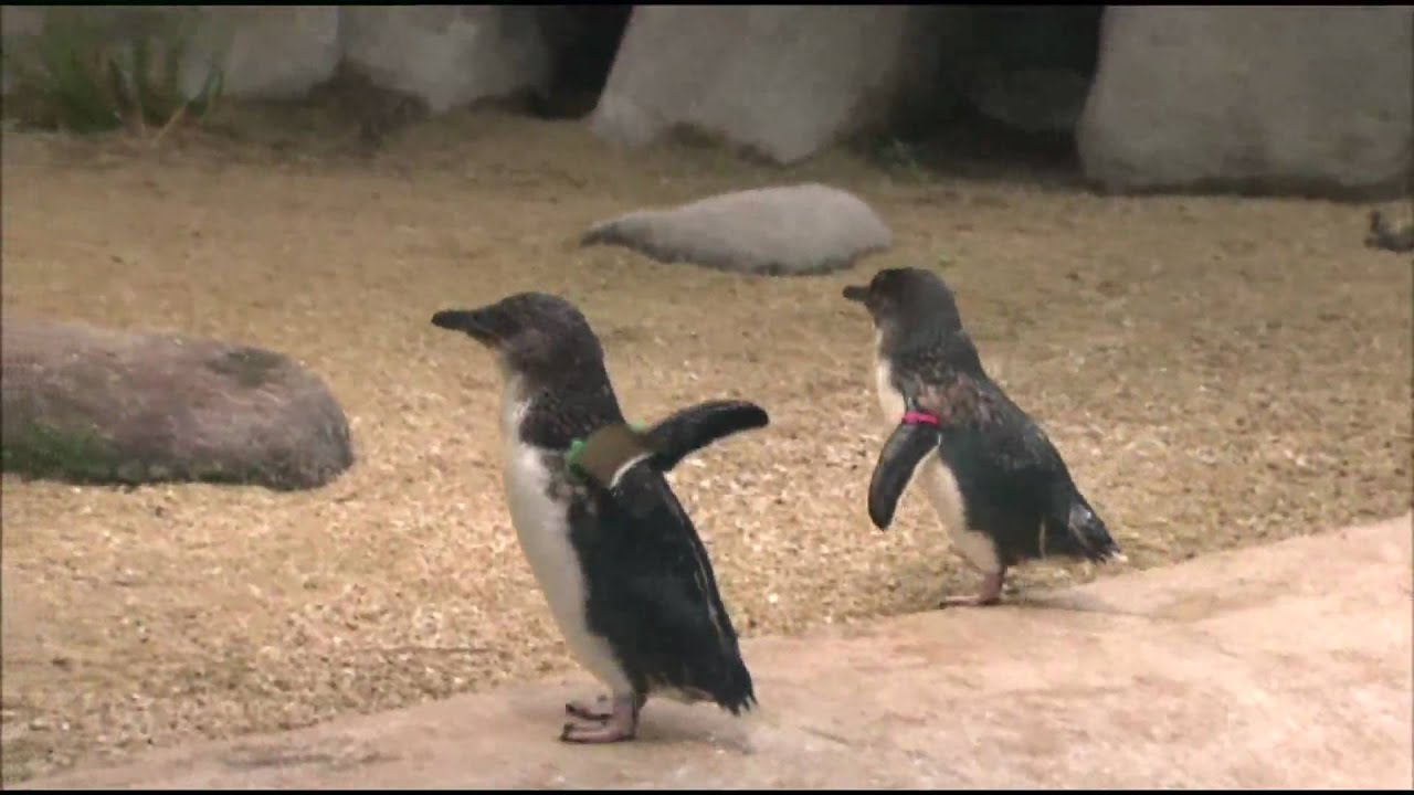 コガタペンギン　長崎ペンギン水族館（Nagasaki Penguin Aquarium)