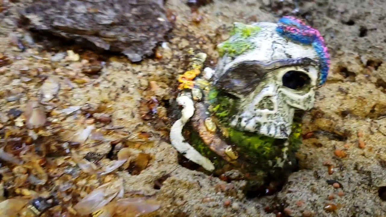 Solenopsis geminata vs Solenopsis invicta der Vergleich